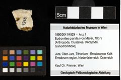 Foto (Objekt + Etiketten) von Eodromites grandis (von Meyer, 1857) 